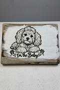 Maltese baby